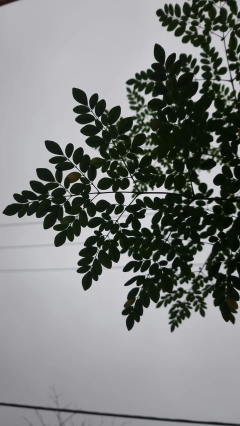 a view of some leaves, from across the street