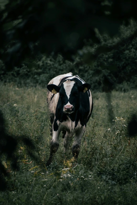 a cow walking through the grass near a wooded area