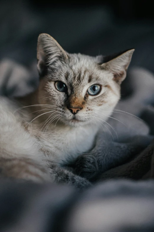 a cat laying on a blanket on the floor