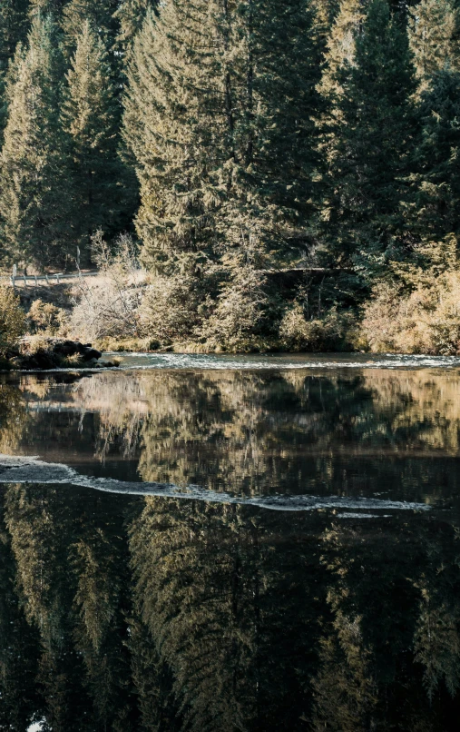 a river is in front of some pine trees