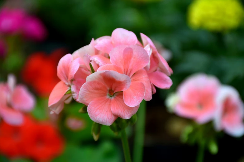 many pink flowers and other flowers in a field