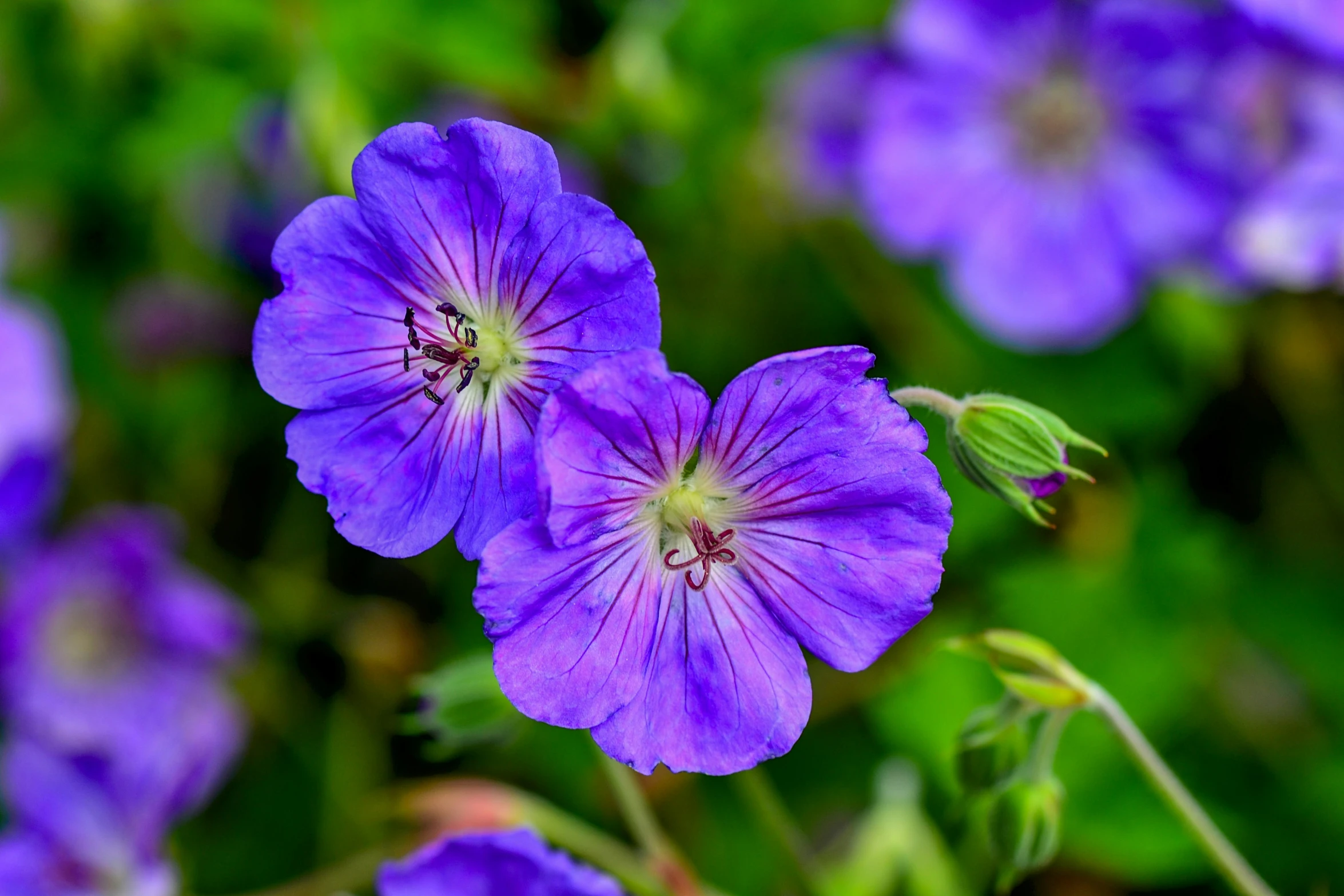 a group of flowers with many purple blooms in it