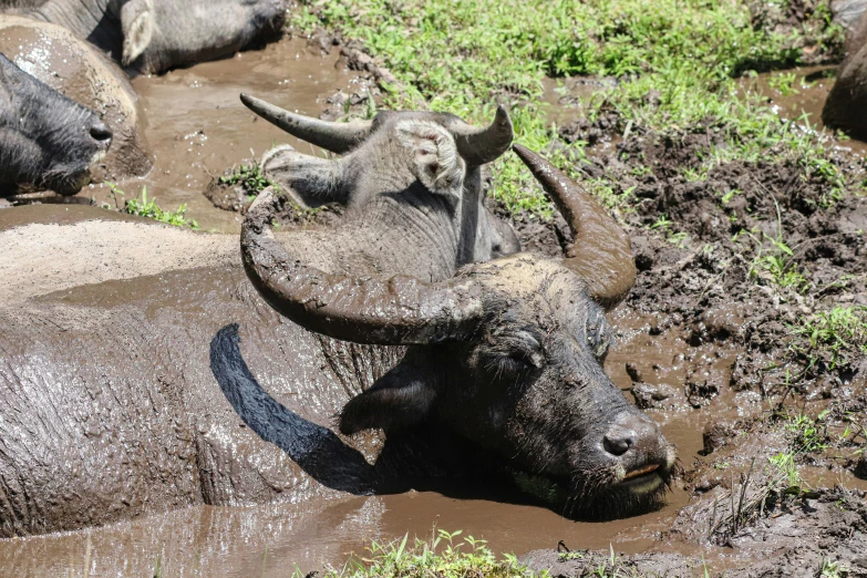 several water buffalo take a bath in the mud