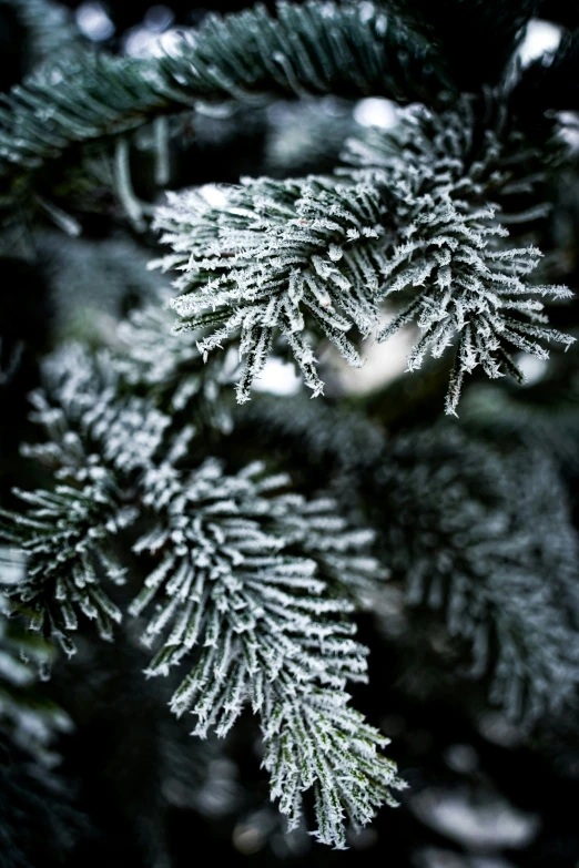 a small nch of evergreen with snow on it