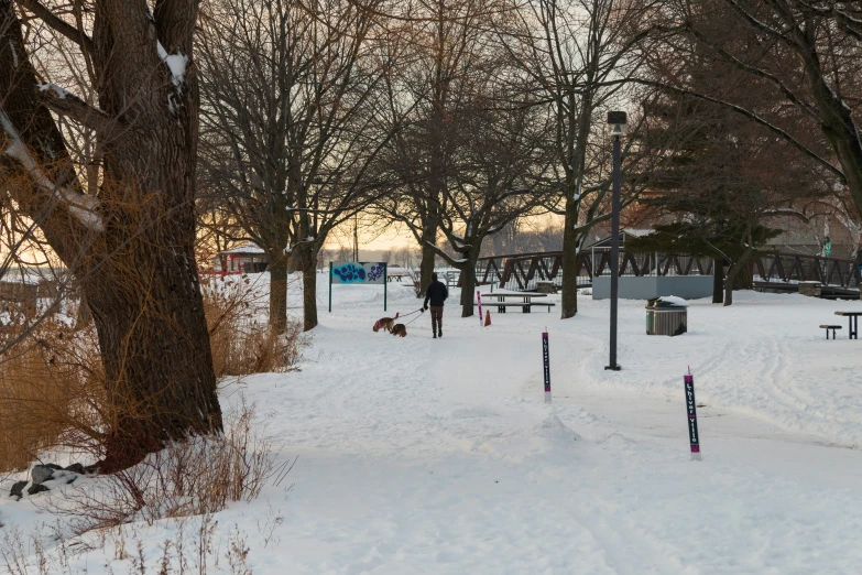 a couple of trees that are in the snow