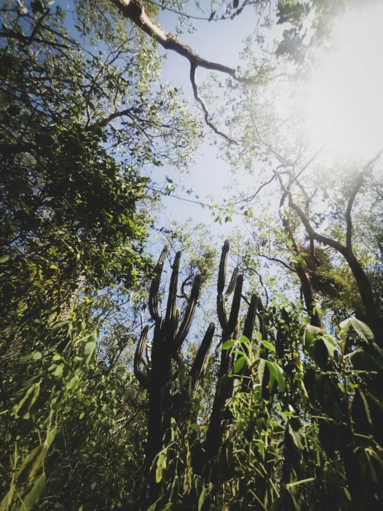 low angle view of trees and grasses in the wild