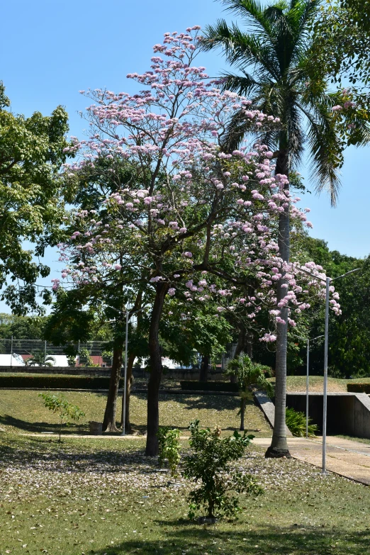 the tall pink tree in the park has a purple flower