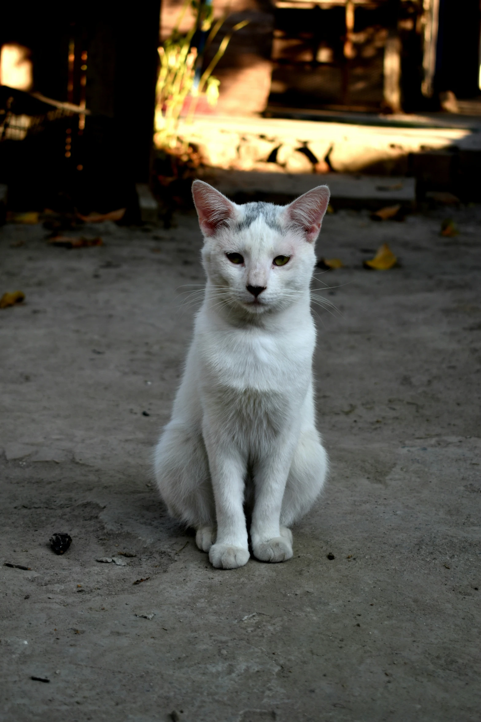 a white cat sits in the middle of the ground