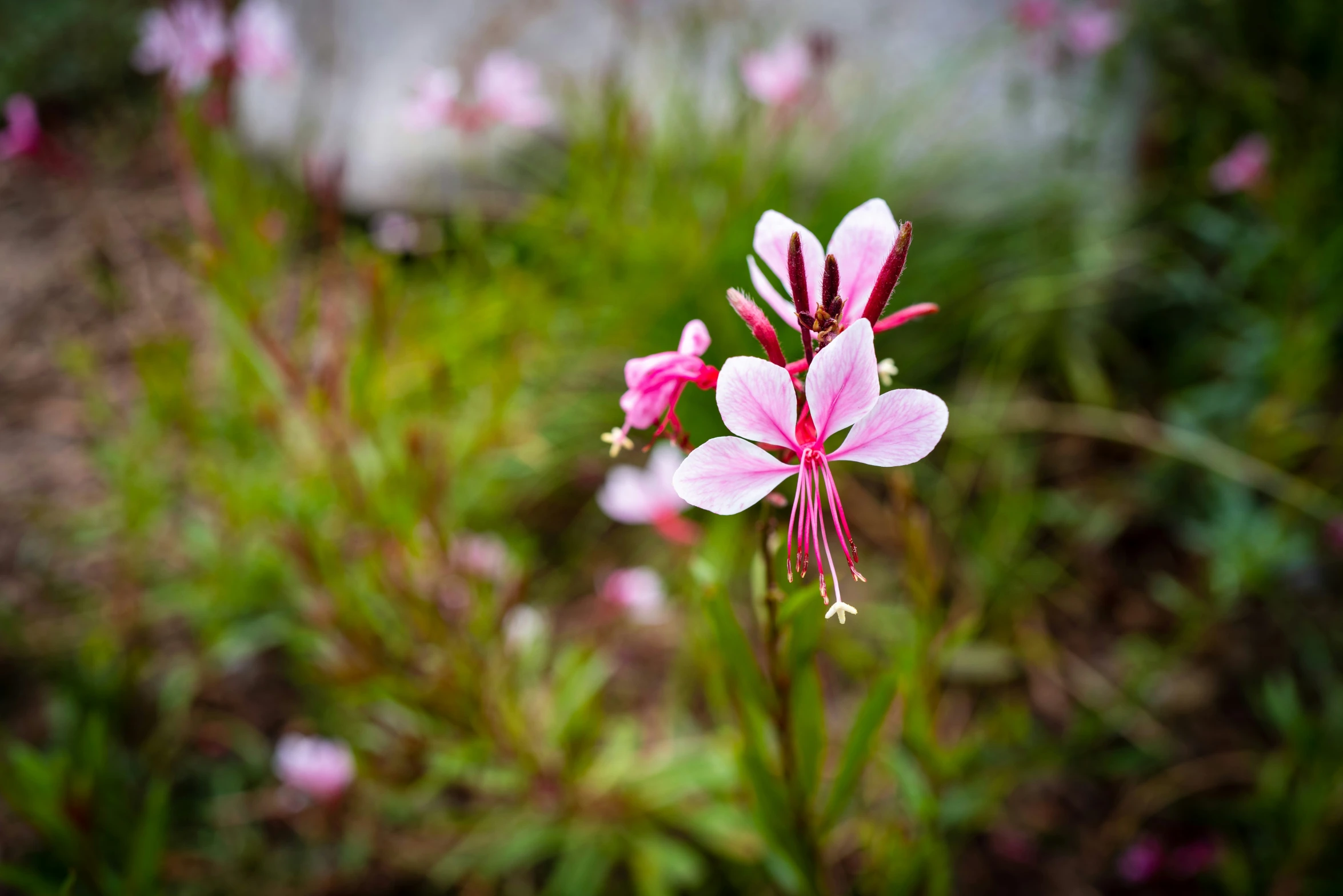 flowers are standing on the ground next to a building