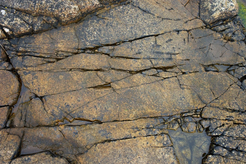 an extreme closeup of a  in the rock