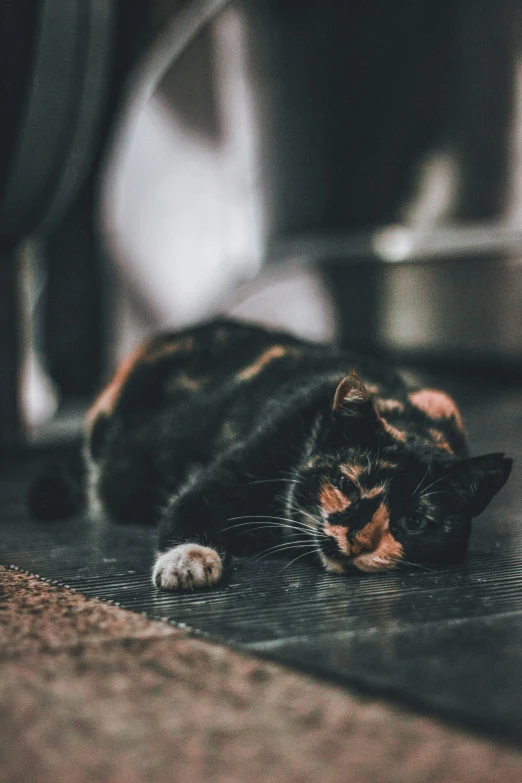 a cat that is sitting in the middle of a floor