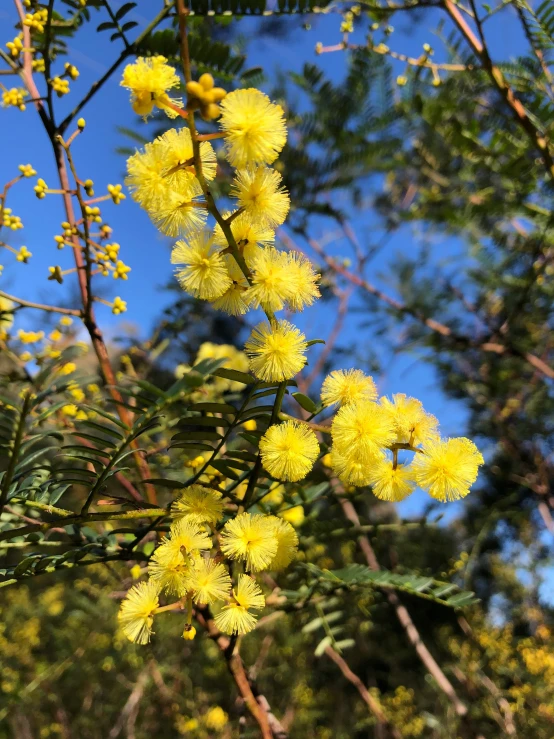 some very pretty yellow flowers near some trees
