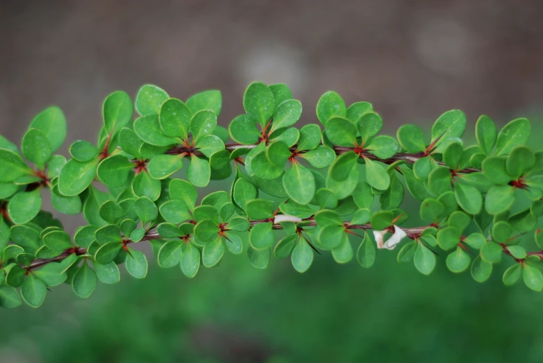 green leaves on a tree nch in the daytime