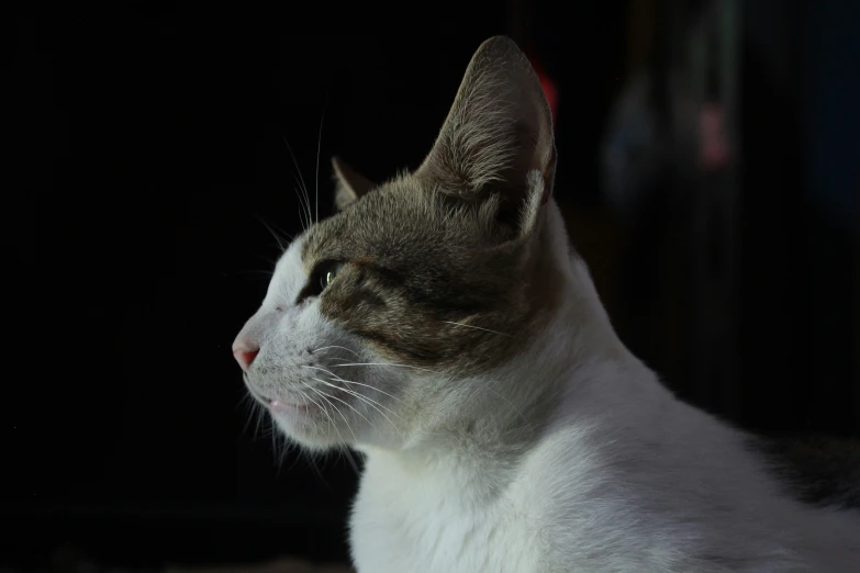 a white and grey cat staring to the right