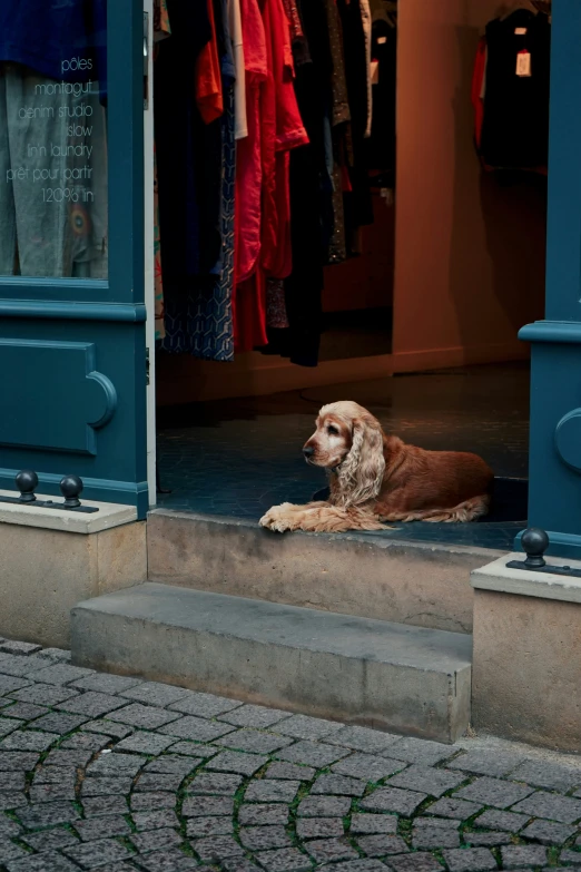 a brown and white dog is sitting outside a blue store