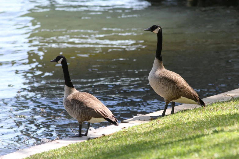 two birds walking near the water next to each other