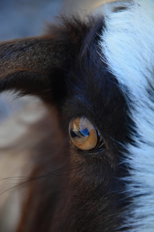 a very close up view of a goat eye