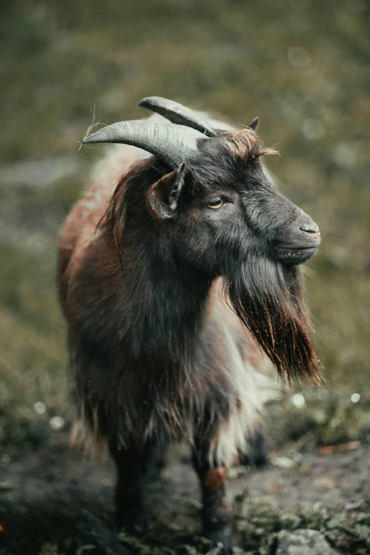 a small animal with horns standing in a grassy area