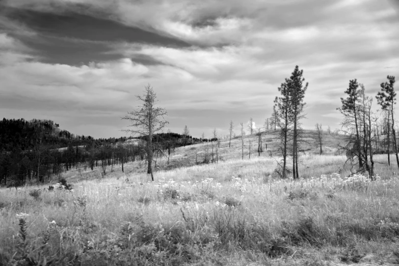 some tall pines stand in the distance as clouds loom in the background