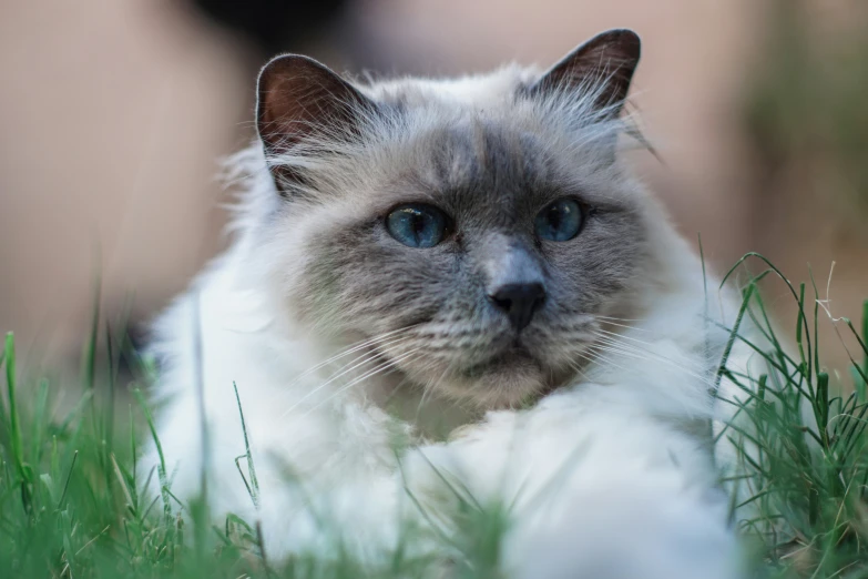 a cat that is laying in the grass