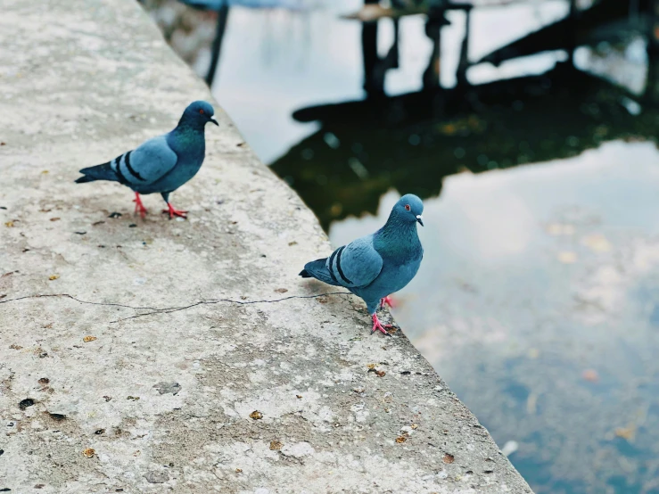 two blue pigeons standing on a ledge in front of water