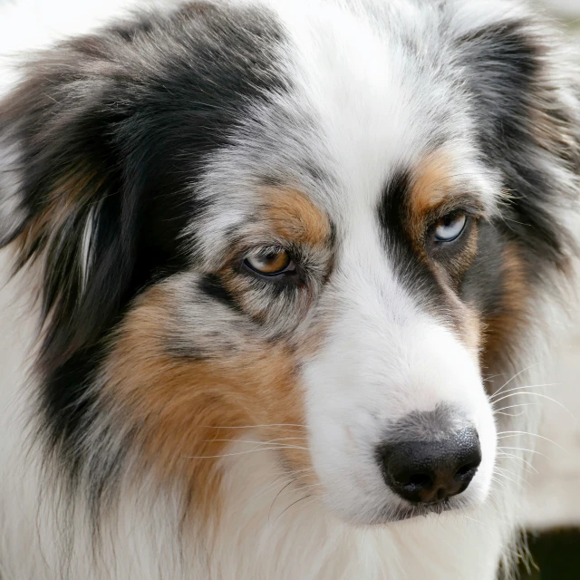 a very cute furry dog with blue eyes