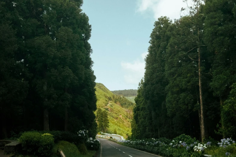 a view of a street between some trees and hills