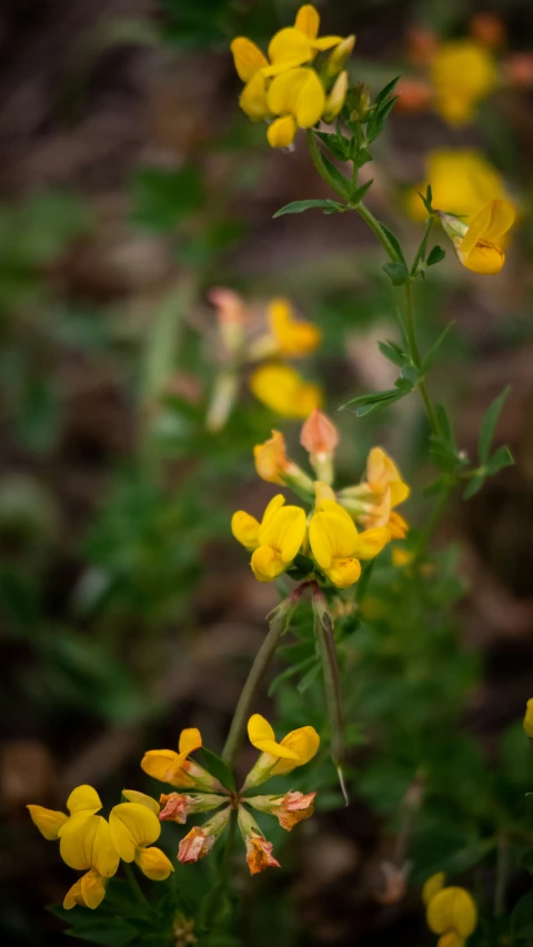 yellow and red flowers blooming on grass