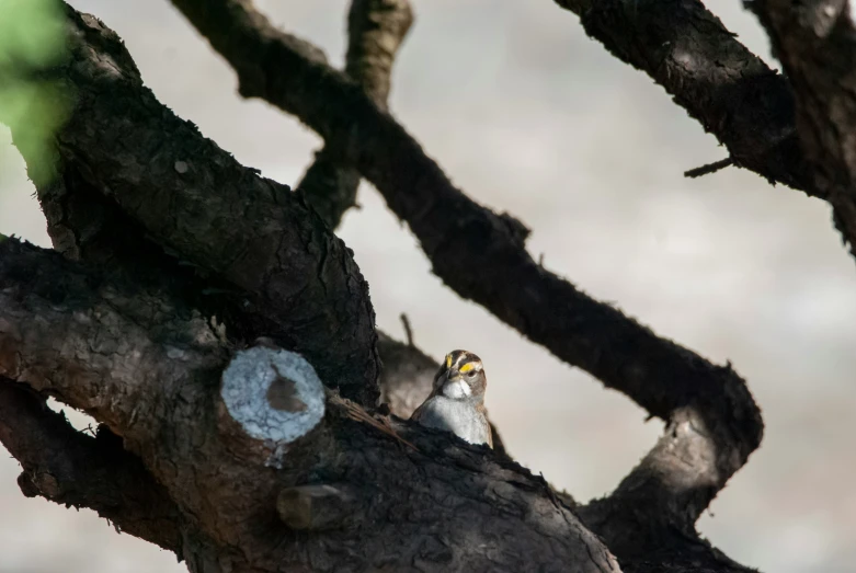 a bird sits in the bark of a tree