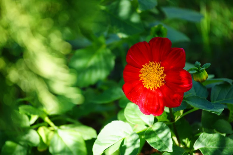 a very bright red flower in some green leaves