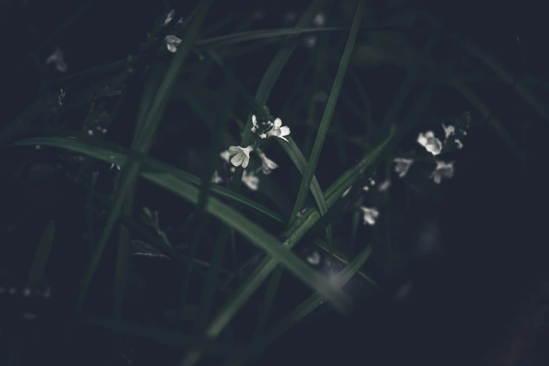 several small flowers grow out of the tall grass