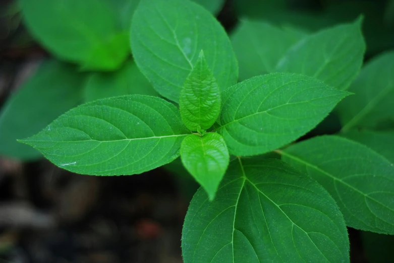 green leaves on a plant, the leaves are small