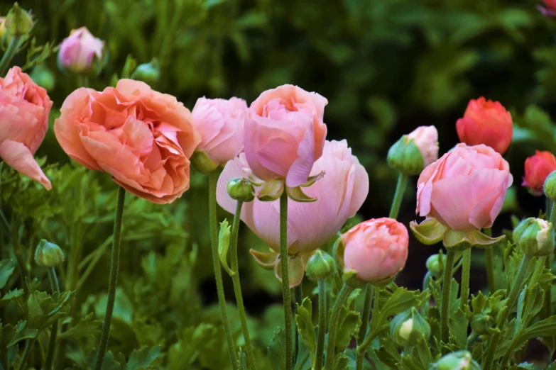 a group of pink flowers are near green plants