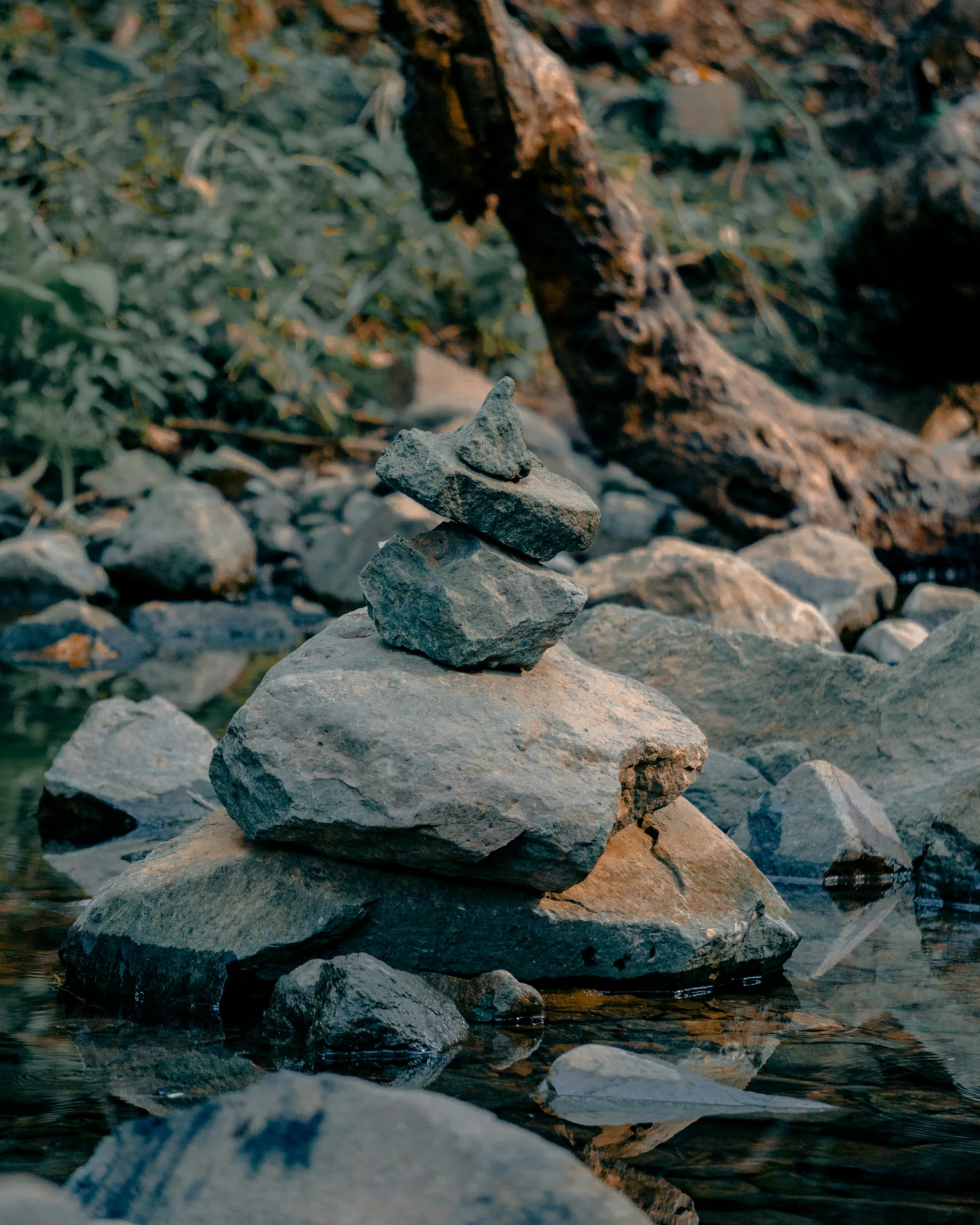 some rocks and water near a tree