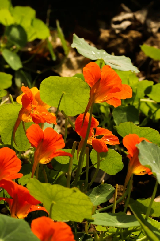 a group of orange flowers on green leaves