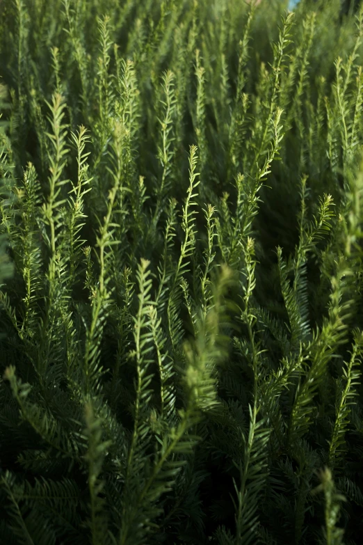 a green plant is surrounded by thick leaves