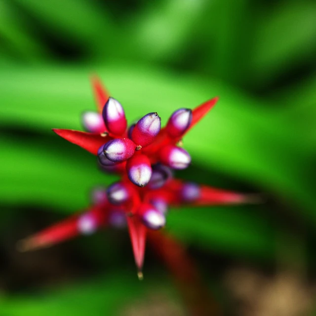 there is a close up picture of a red flower