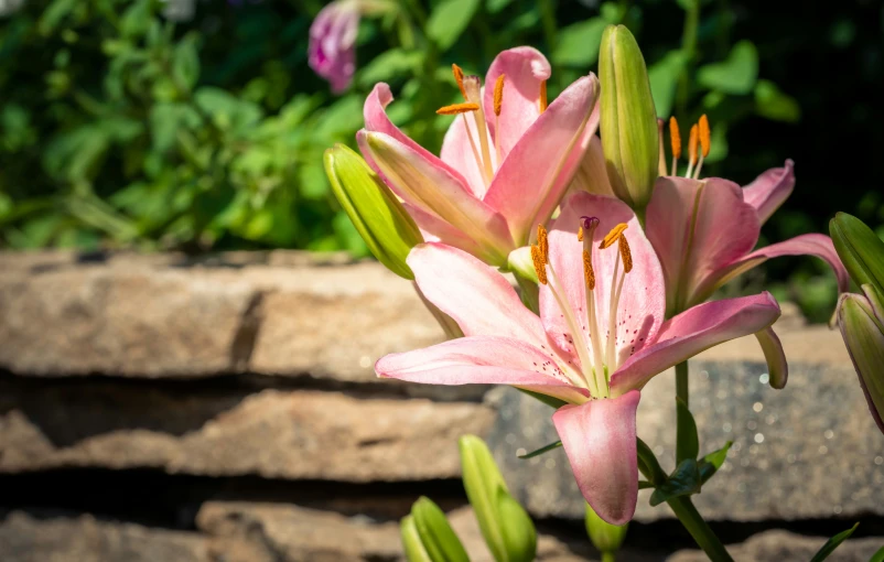 pink flowers are blooming next to a brick wall