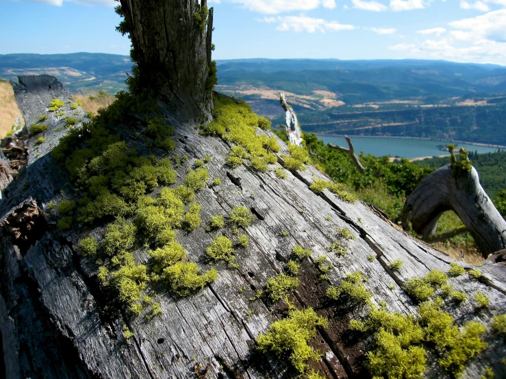 a dead tree trunk covered in ivy