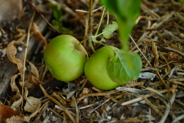 two green apples with leaves sitting on the ground