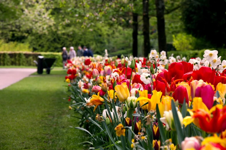 red and yellow tulips and a couple of people sitting on a bench