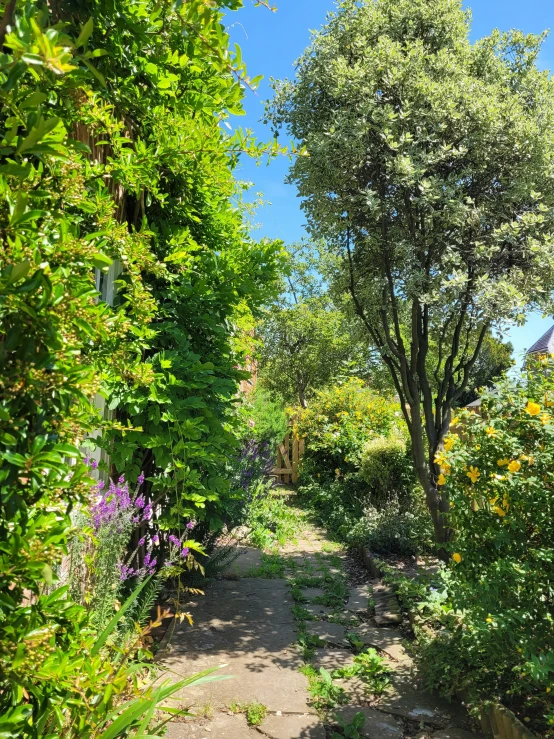 a trail through a lush green park with trees and bushes