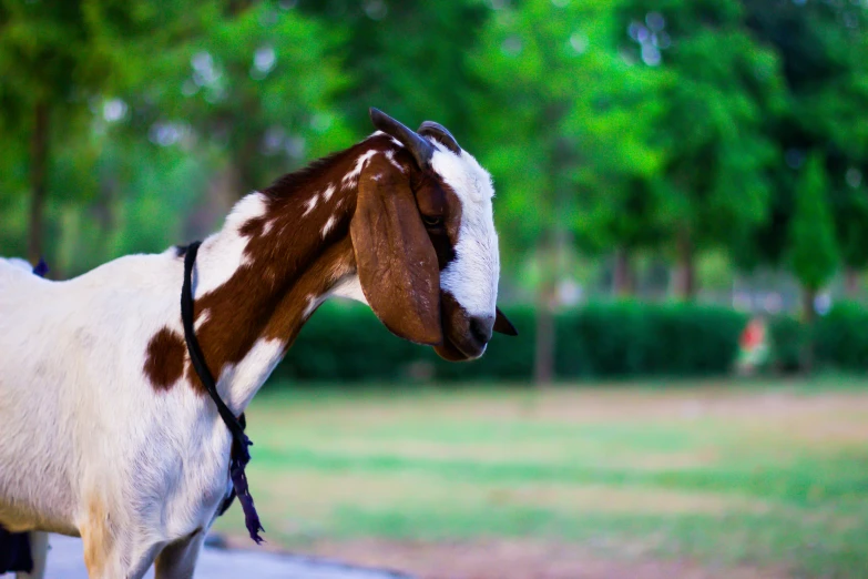 a goat is on the road and looking around