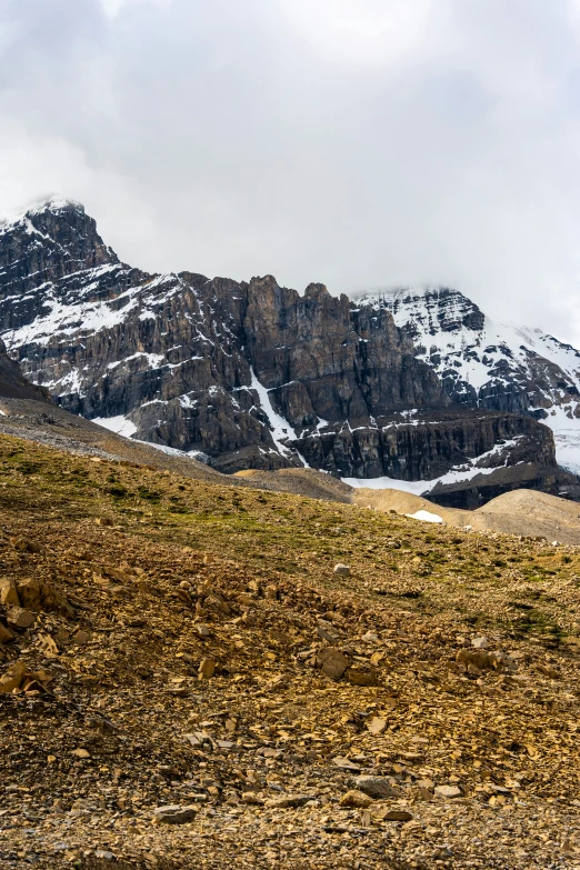 two horses are grazing in front of snowy mountain peaks