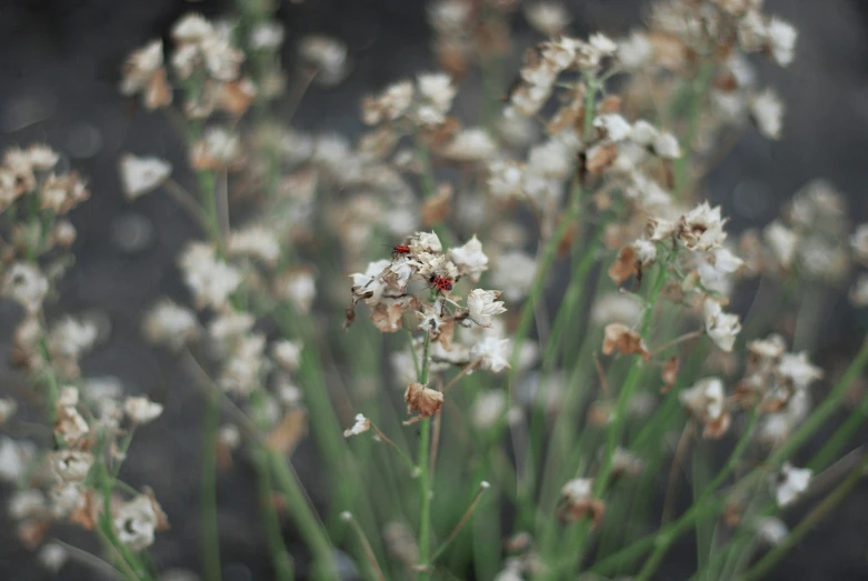 a bunch of white flowers with red centers on them