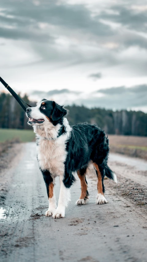 the black and white dog holds a stick in his mouth on the road