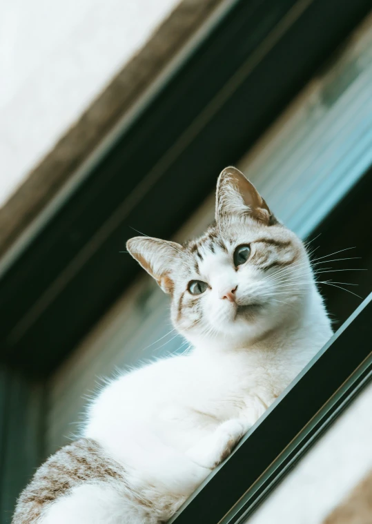 a cat sitting on top of a window sill