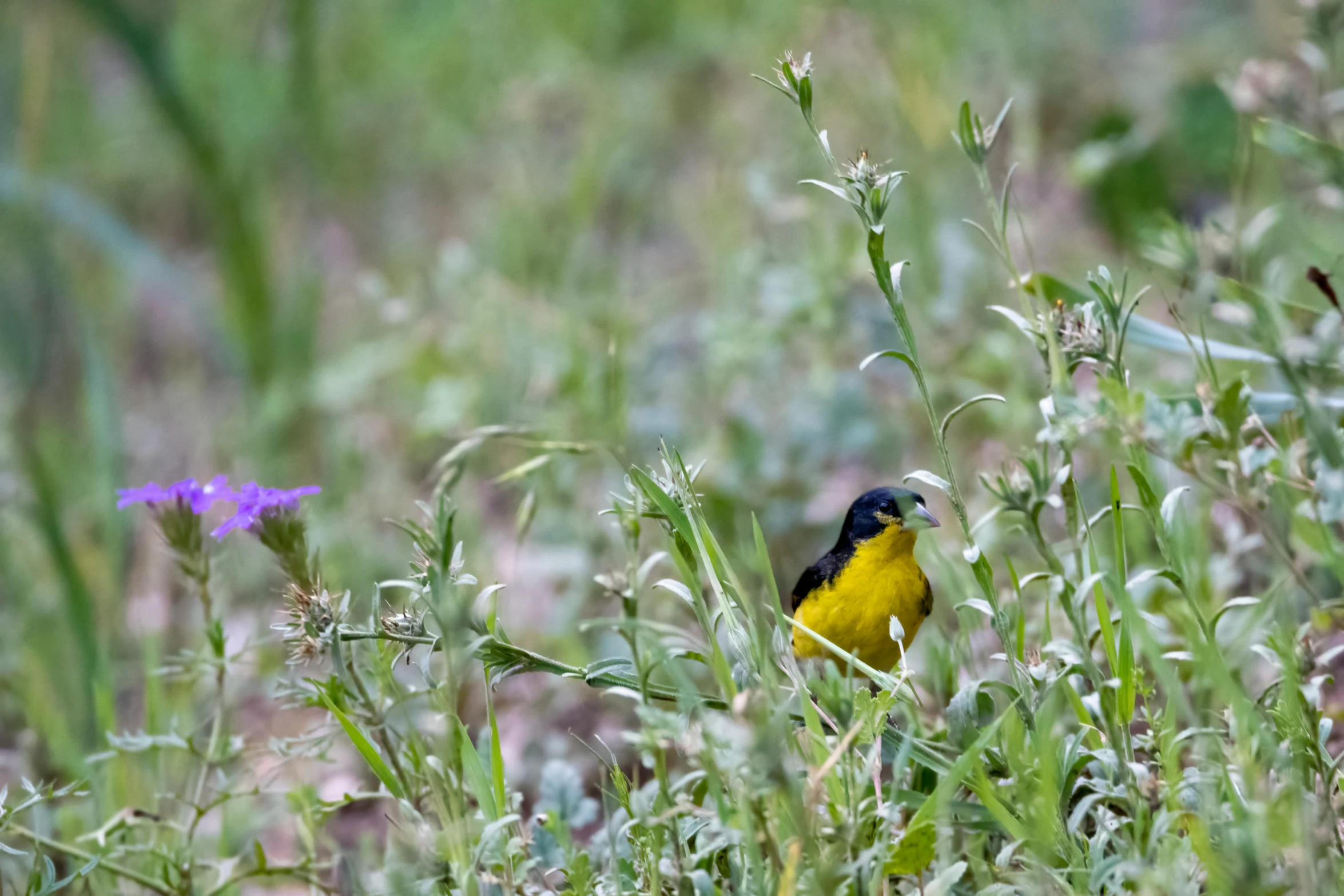 yellow black and white bird in a field