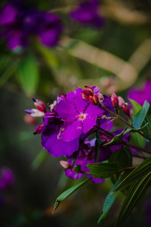 a large group of purple flowers next to a green tree