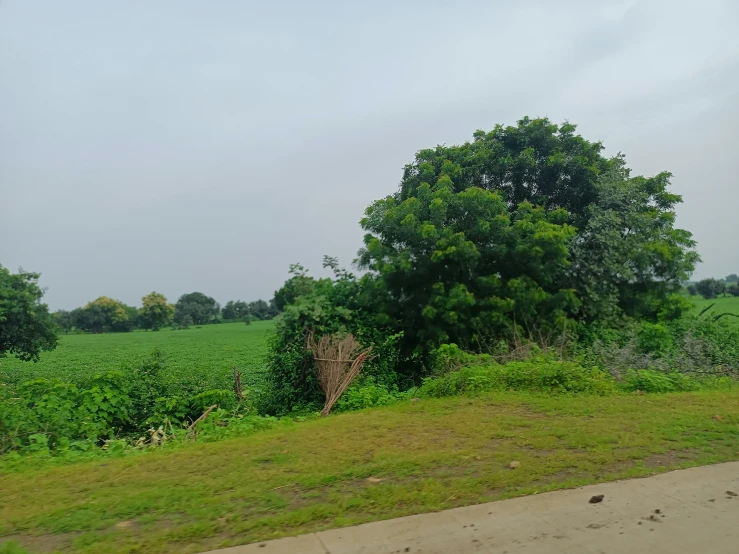 green grass and trees along side a dirt road